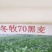 冬牧70黑麦草种子牧草种子，牧草种子精品牧草种子饲料草种