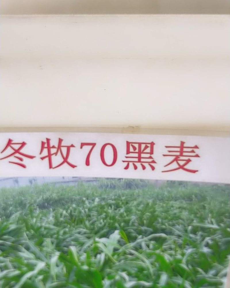 冬牧70黑麦草种子牧草种子，牧草种子精品牧草种子饲料草种