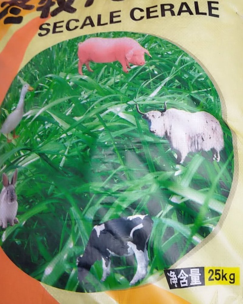 冬牧70黑麦草种子牧草种子，牧草种子精品牧草种子饲料草种