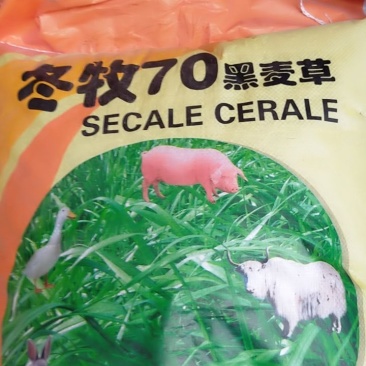 冬牧70黑麦草种子牧草种子，牧草种子精品牧草种子饲料草种