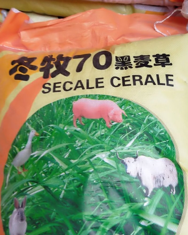 冬牧70黑麦草种子牧草种子，牧草种子精品牧草种子饲料草种