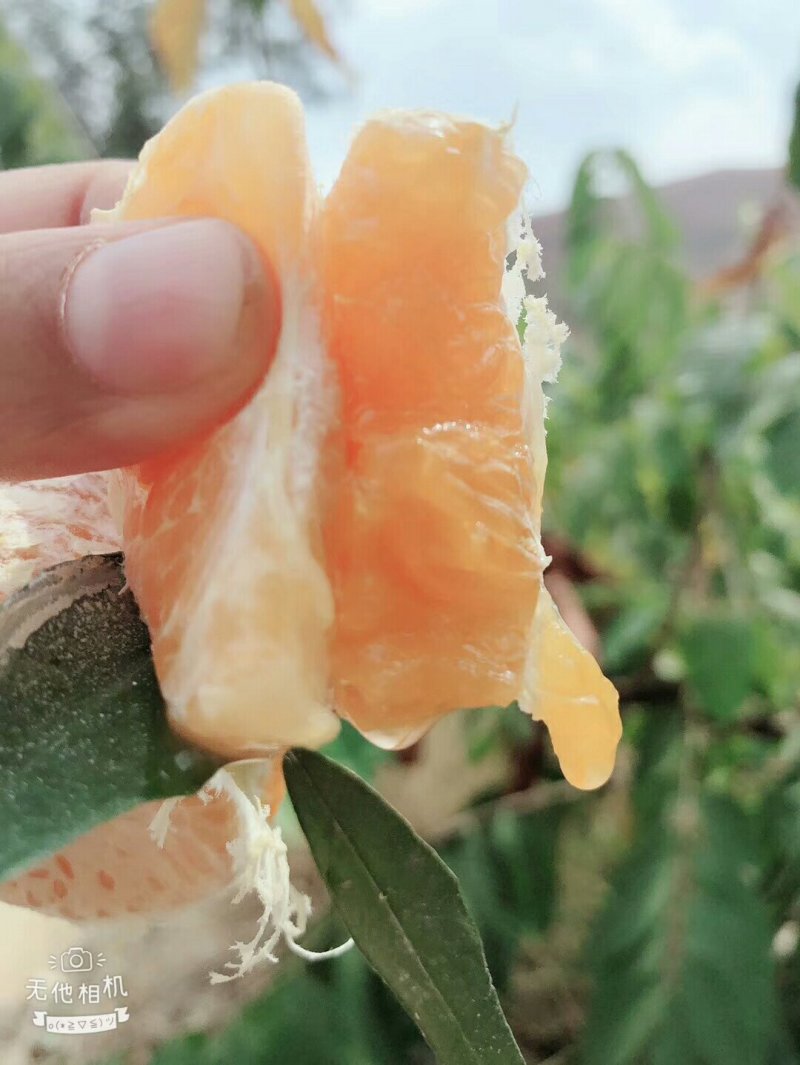 元谋水果不吃白不吃，因为便宜才值得推荐。