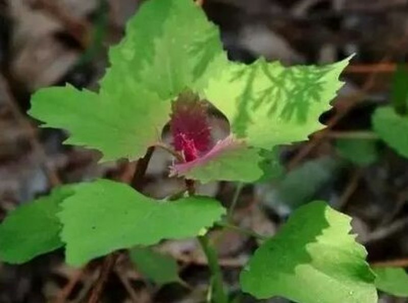 灰灰菜