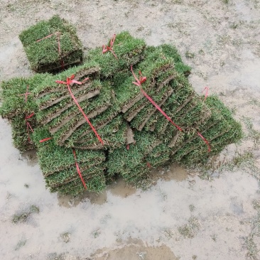 马尼拉草，本人基地常年供应，价格优惠。
