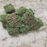 马尼拉草，本人基地常年供应，价格优惠。