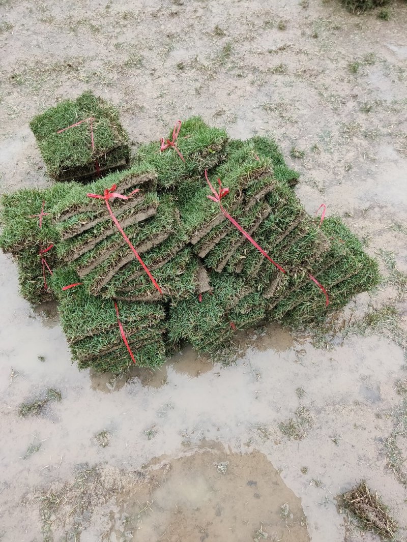 马尼拉草，本人基地常年供应，价格优惠。