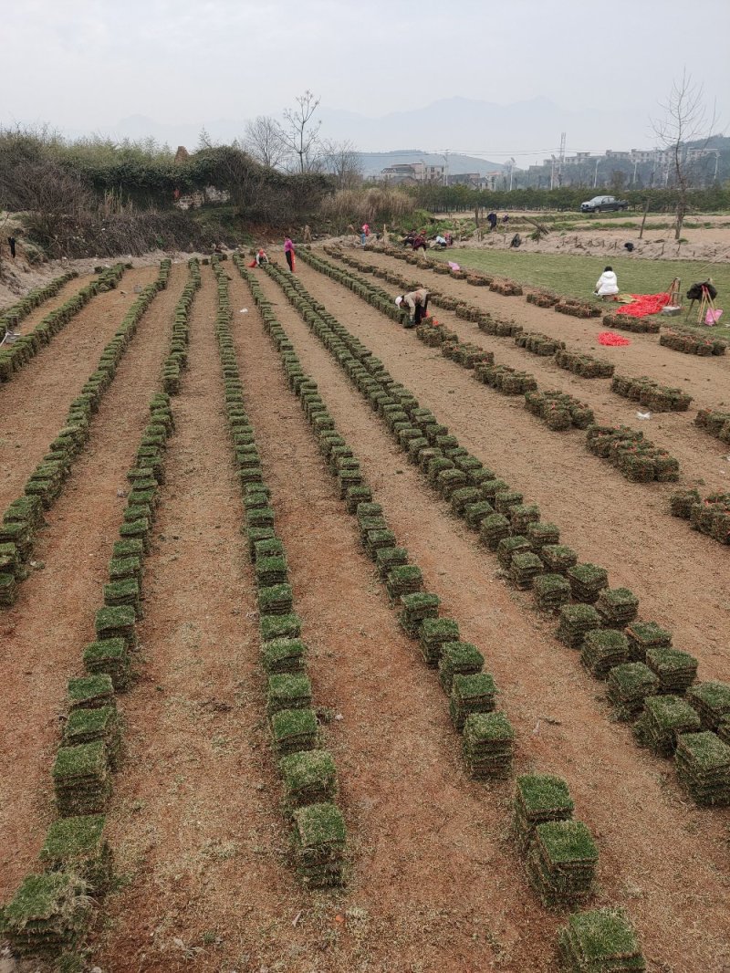 马尼拉草，本人基地常年供应，价格优惠。