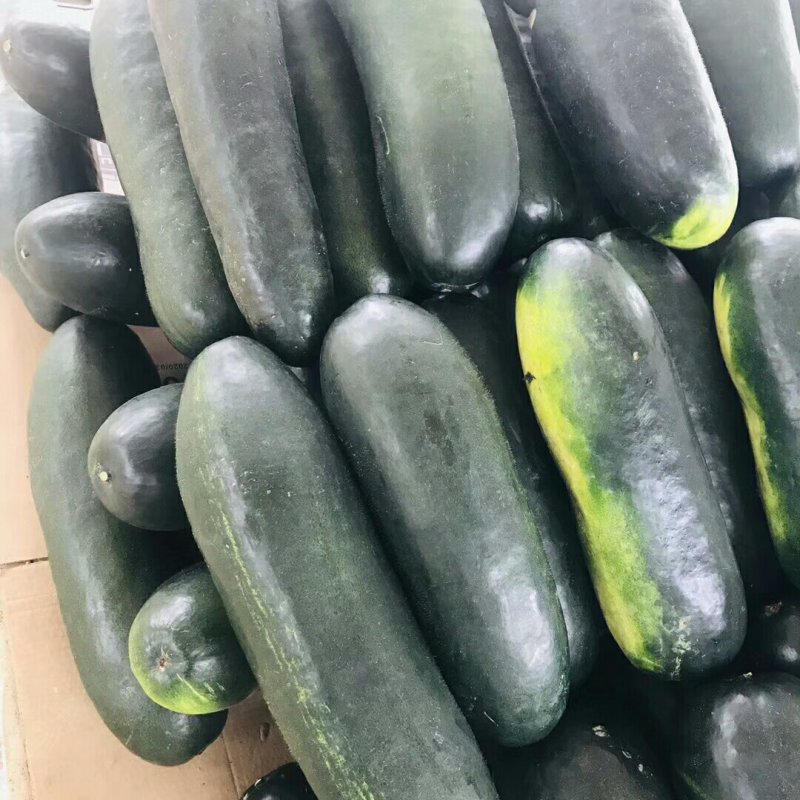 黑皮冬瓜