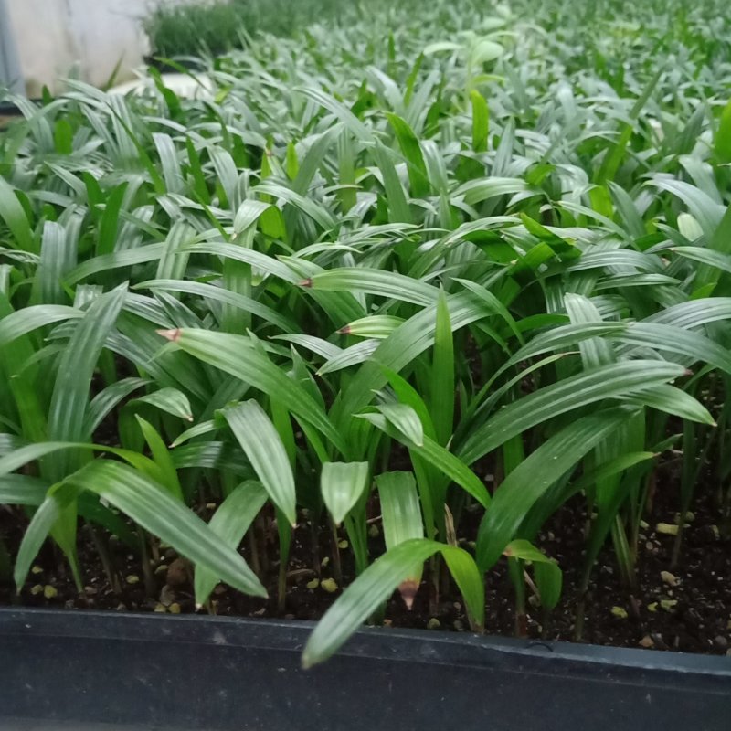大叶棕竹苗批发花卉绿植苗木棕榈科植物