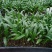 大叶棕竹苗批发花卉绿植苗木棕榈科植物