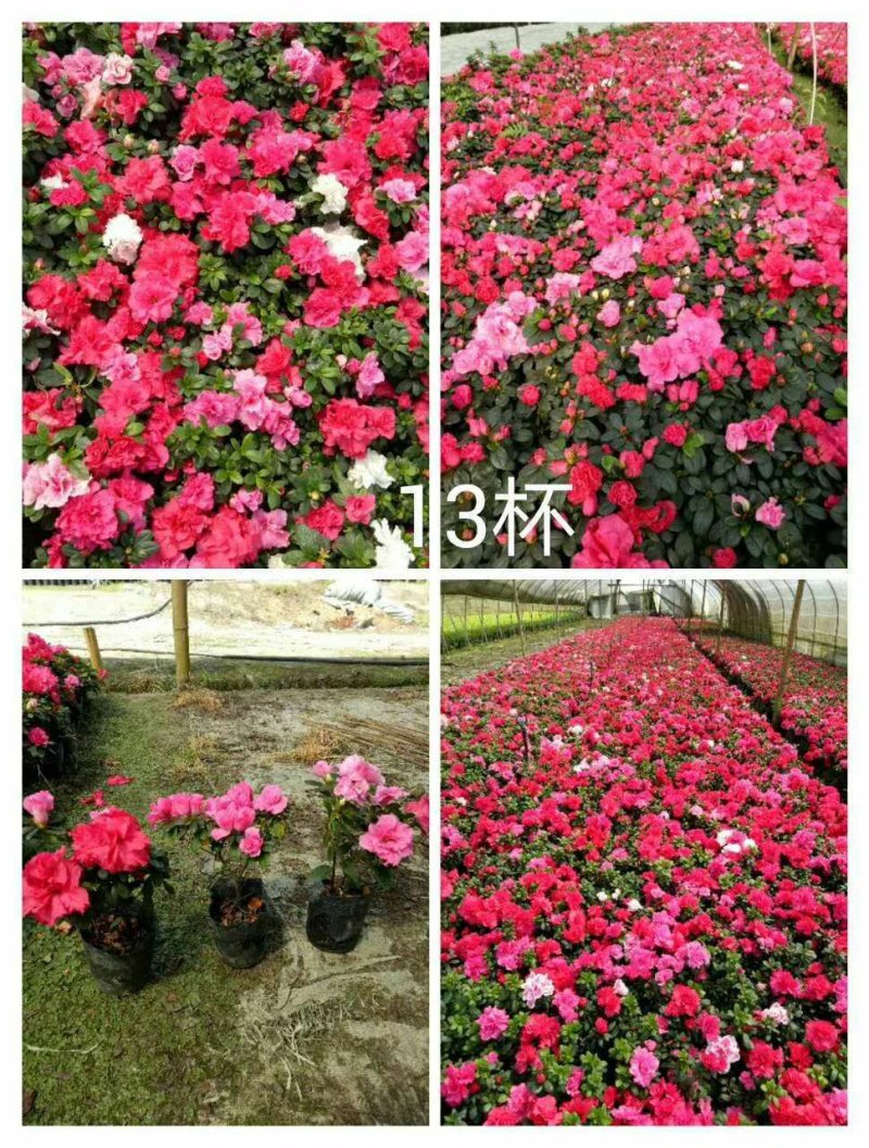 出售红花西洋鹃四季杜鹃开花杜鹃且带花苞大小杯子都有