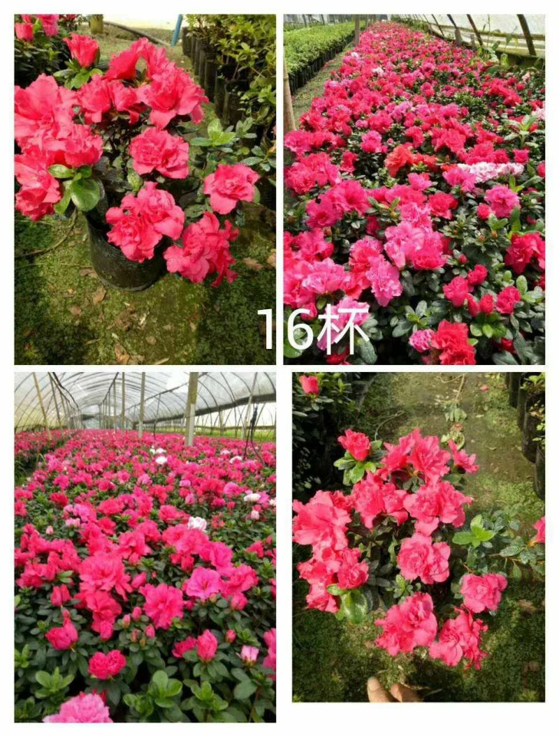 出售红花西洋鹃四季杜鹃开花杜鹃且带花苞大小杯子都有