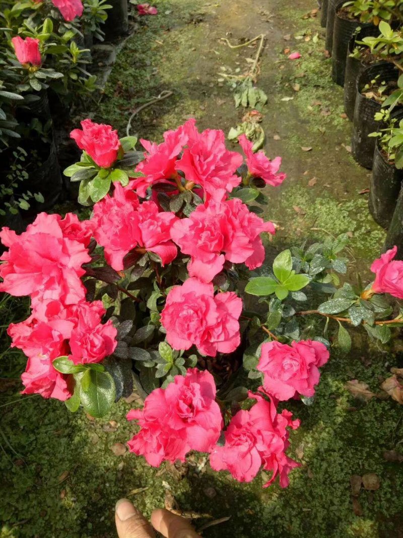 出售红花西洋鹃四季杜鹃开花杜鹃且带花苞大小杯子都有