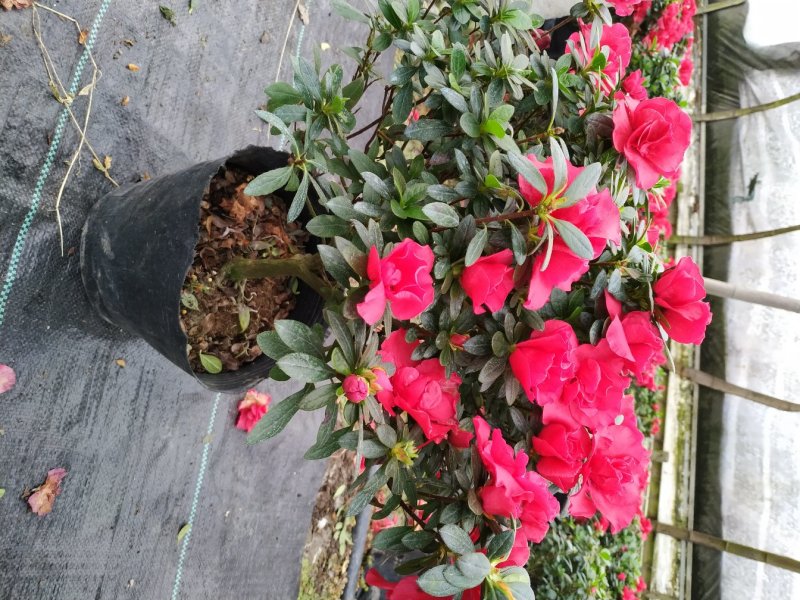 出售红花西洋鹃四季杜鹃开花杜鹃且带花苞大小杯子都有