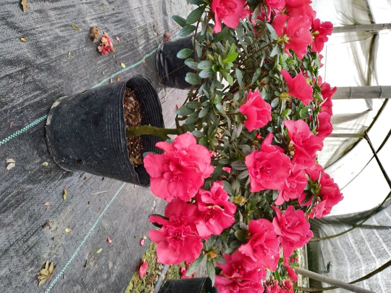 出售红花西洋鹃四季杜鹃开花杜鹃且带花苞大小杯子都有