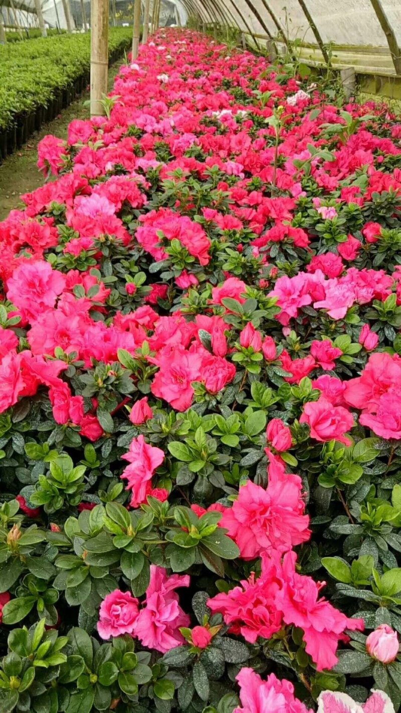 出售红花西洋鹃四季杜鹃开花杜鹃且带花苞大小杯子都有