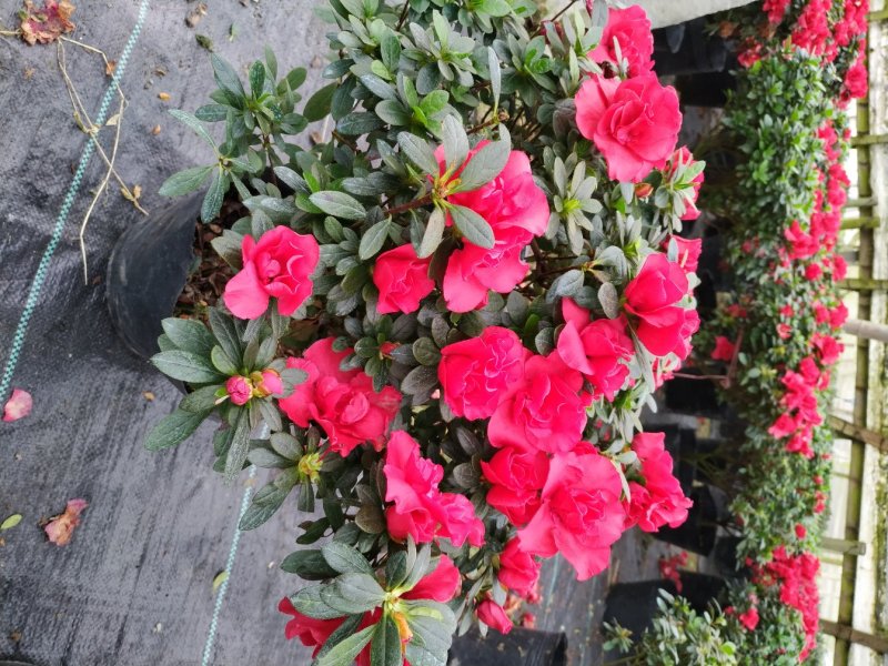 出售红花西洋鹃四季杜鹃开花杜鹃且带花苞大小杯子都有