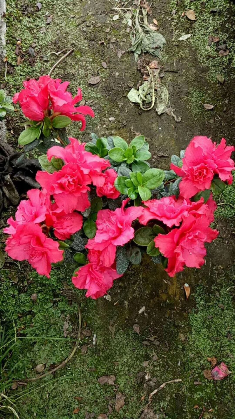 出售红花西洋鹃四季杜鹃开花杜鹃且带花苞大小杯子都有