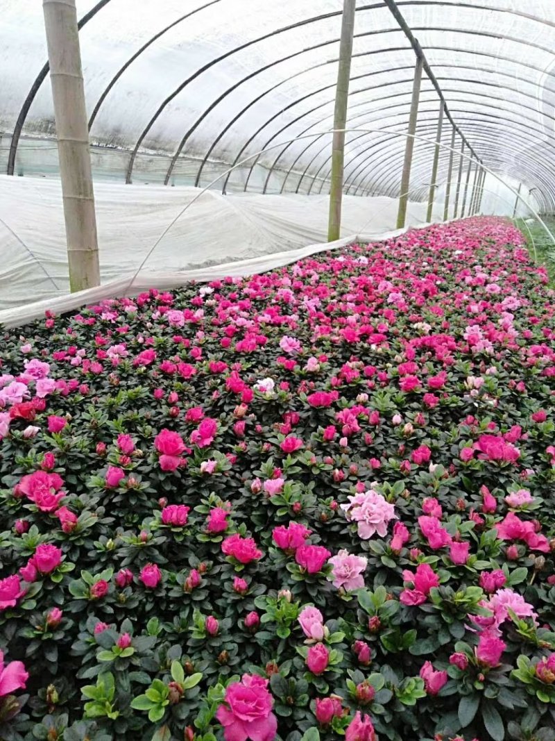出售红花西洋鹃四季杜鹃开花杜鹃且带花苞大小杯子都有