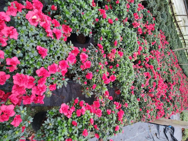 出售红花西洋鹃四季杜鹃开花杜鹃且带花苞大小杯子都有