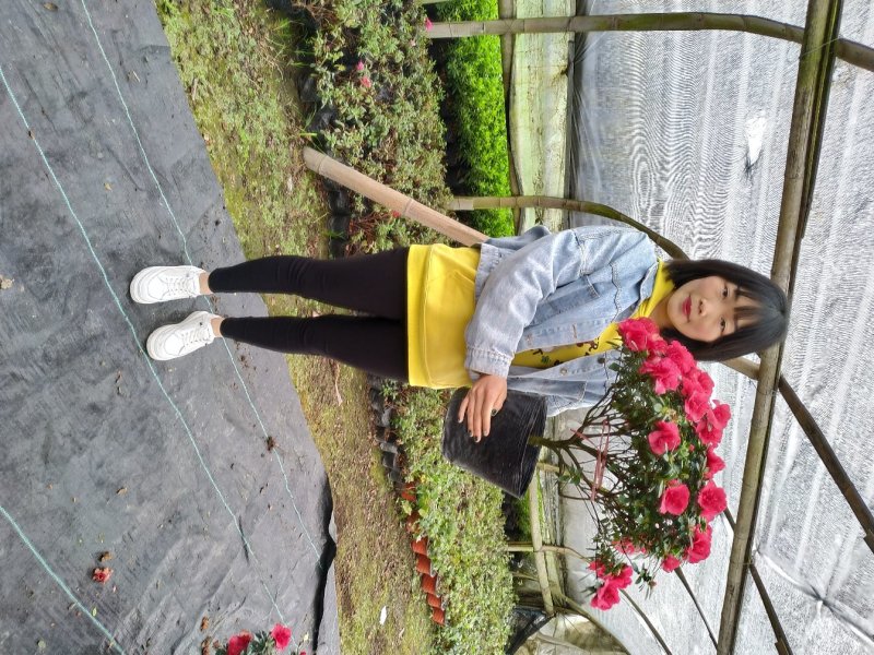 出售红花西洋鹃四季杜鹃开花杜鹃且带花苞大小杯子都有