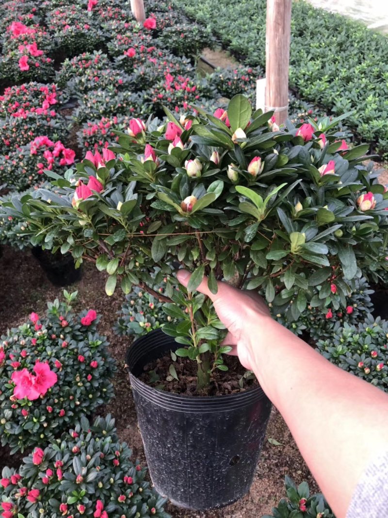 比利时杜鹃，杨梅红，樱桃红，小桃红，西玛等盆栽花卉