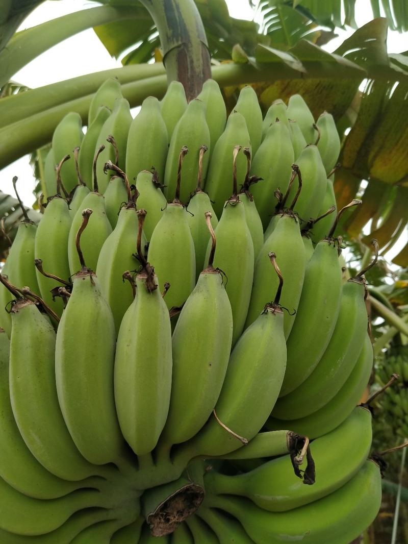 粉蕉，小米蕉，广西崇左周边产地长期供应。