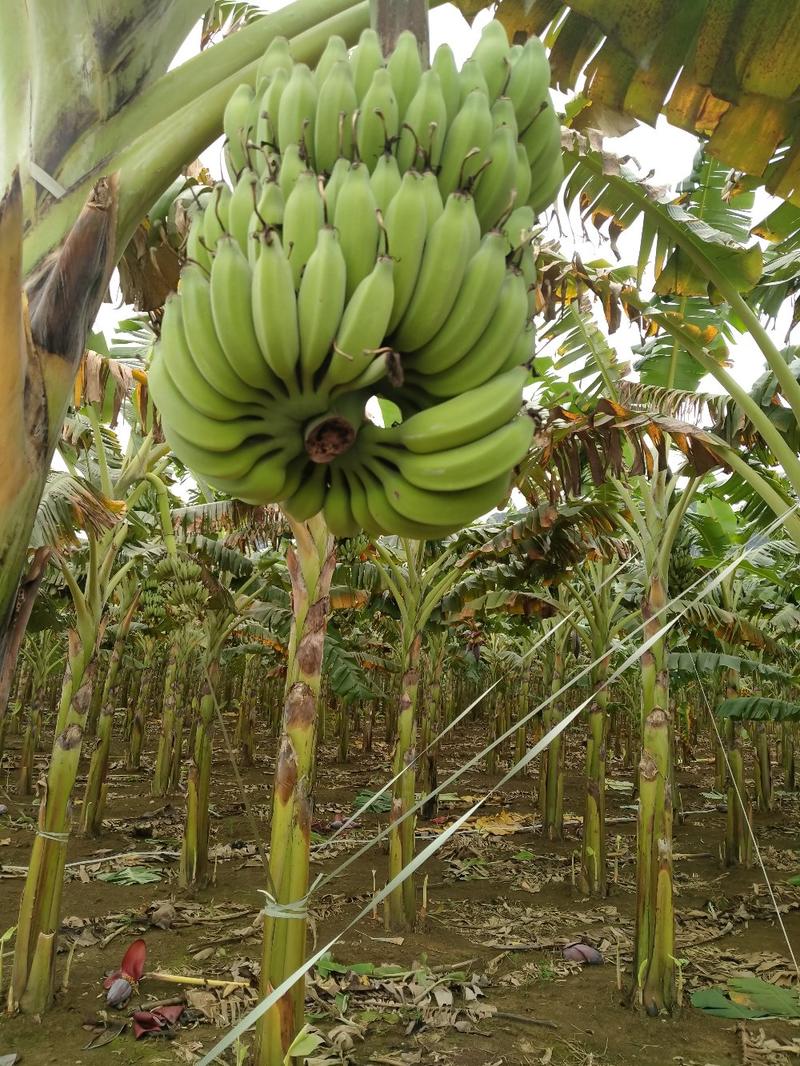 粉蕉，小米蕉，广西崇左周边产地长期供应。