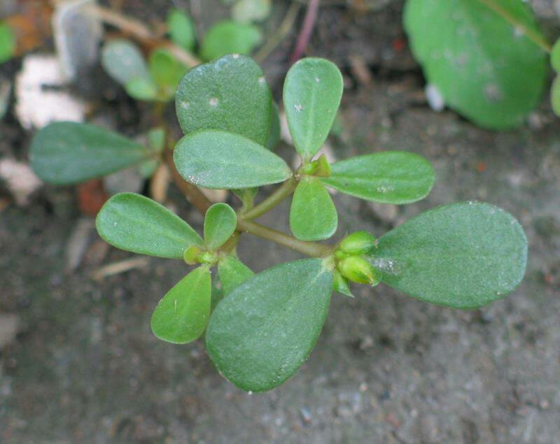 马齿苋菜