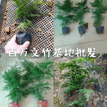文竹基地（直销）最低0.5大量批发常年有货
