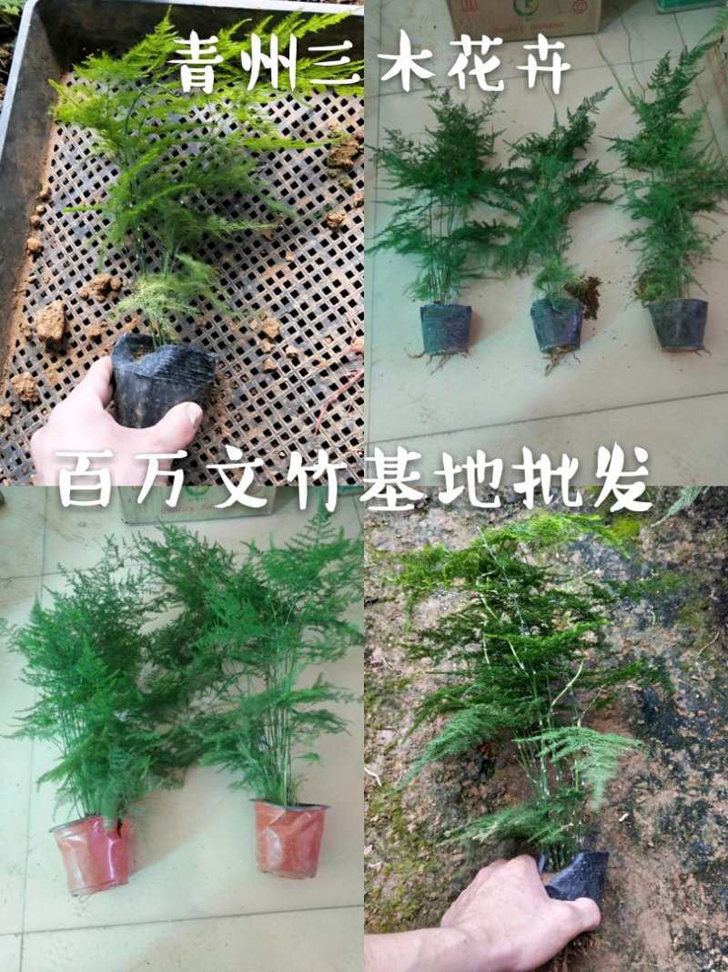 文竹基地（直销）最低0.5大量批发常年有货