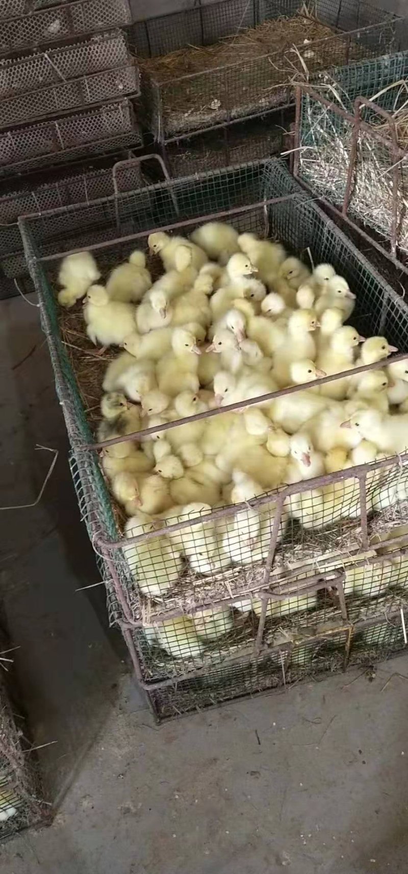 常年出售大品种鹅苗，