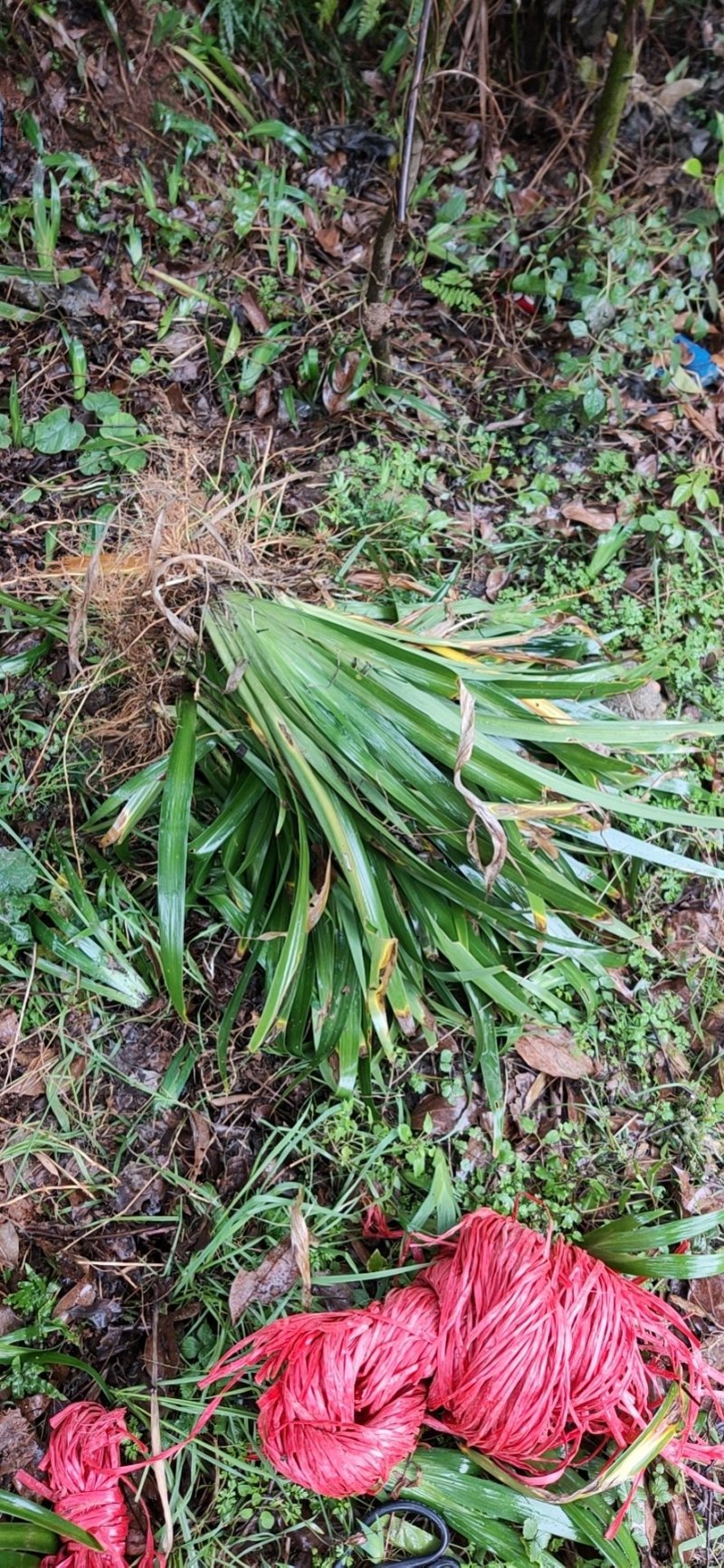 兰花茑尾，海量供应，价格便宜。