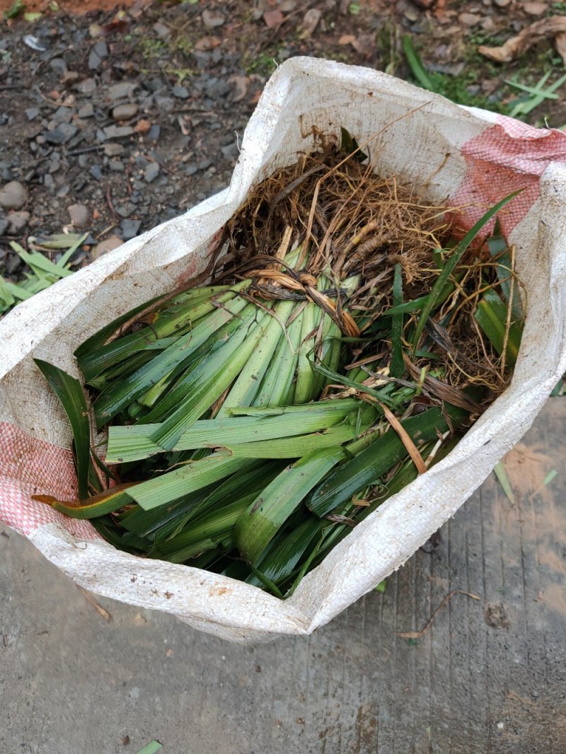 兰花茑尾，海量供应，价格便宜。