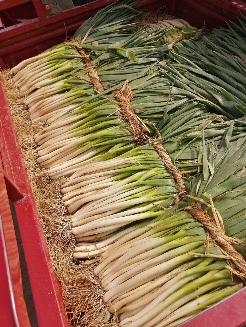 大葱分葱，黄分葱，可供超市，市场加工企业