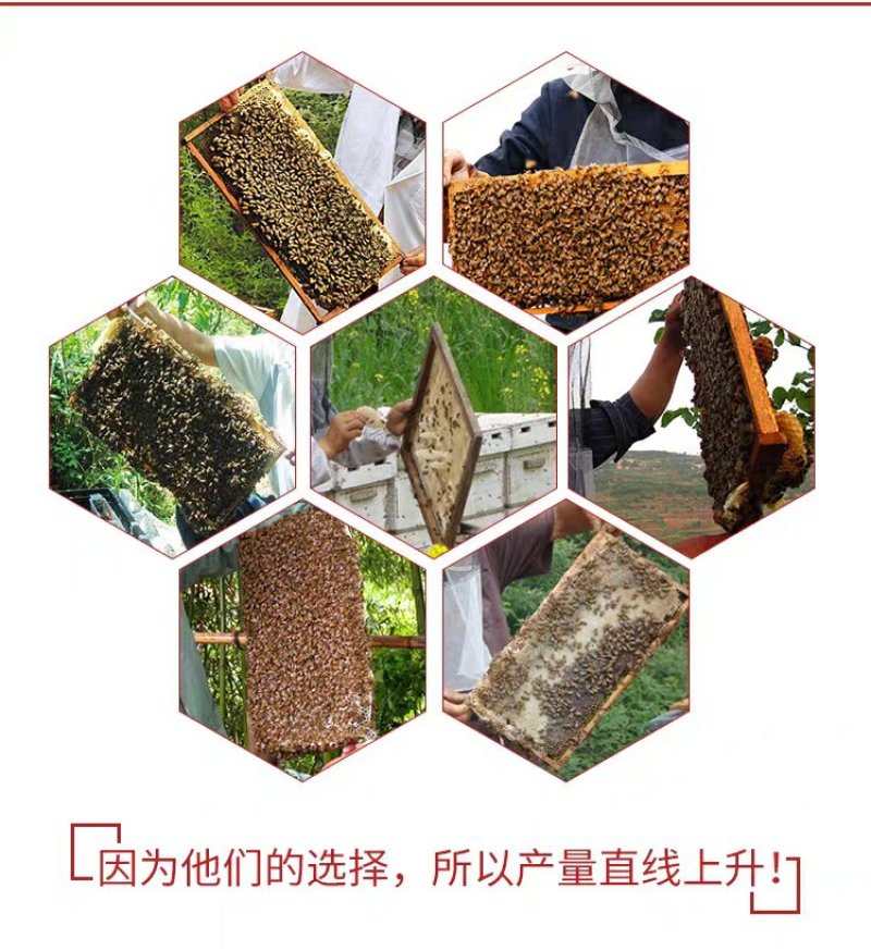 中蜂巢础蜜蜂巢础