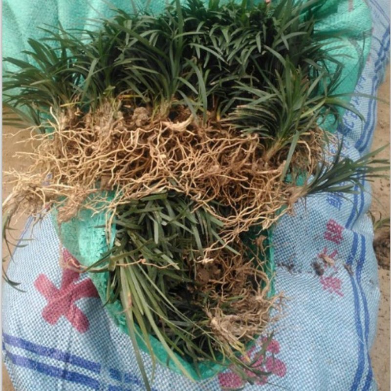 麦冬草日本矮麦冬玉龙草青叶麦冬草正宗矮麦冬金边麦冬多头