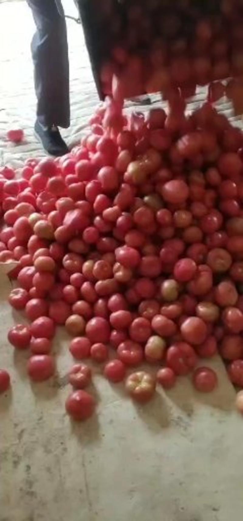 河南高兴果蔬代办西红柿，硬度，果型，亮度达标大棚现摘现发