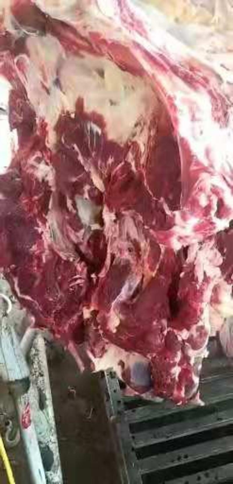 鲜牛肉草地黄牛精修无油货源充足