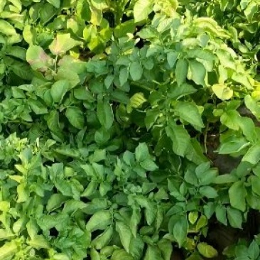 山东省潍坊市鲜土豆上市了价格便宜质量保证