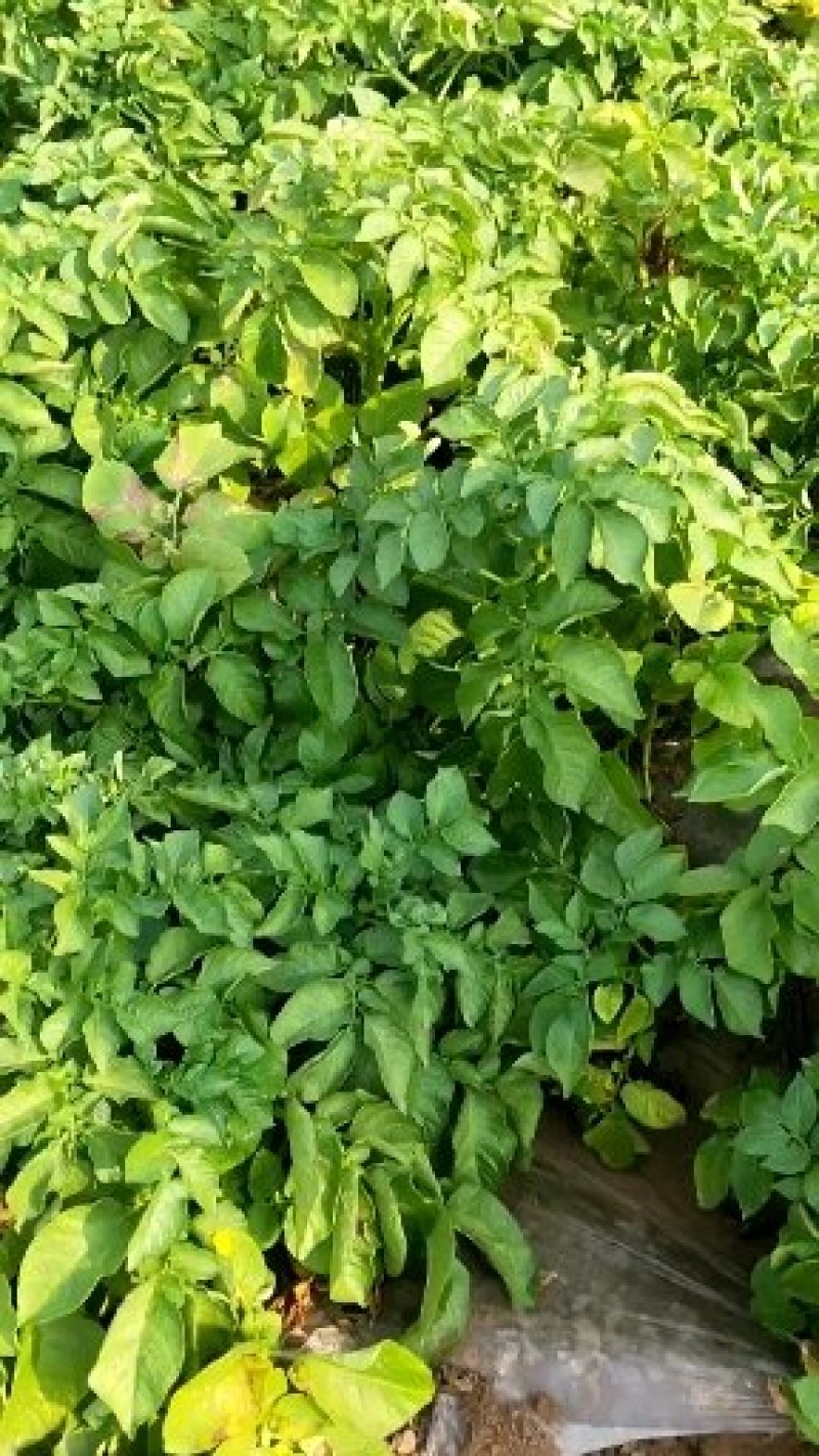 山东省潍坊市鲜土豆上市了价格便宜质量保证