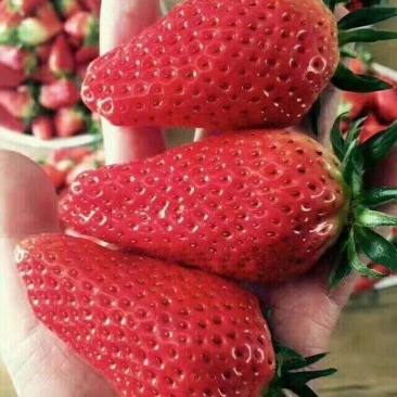 大量供应天仙醉草莓，泡沫箱，塑料蓝，塑料盆等包装