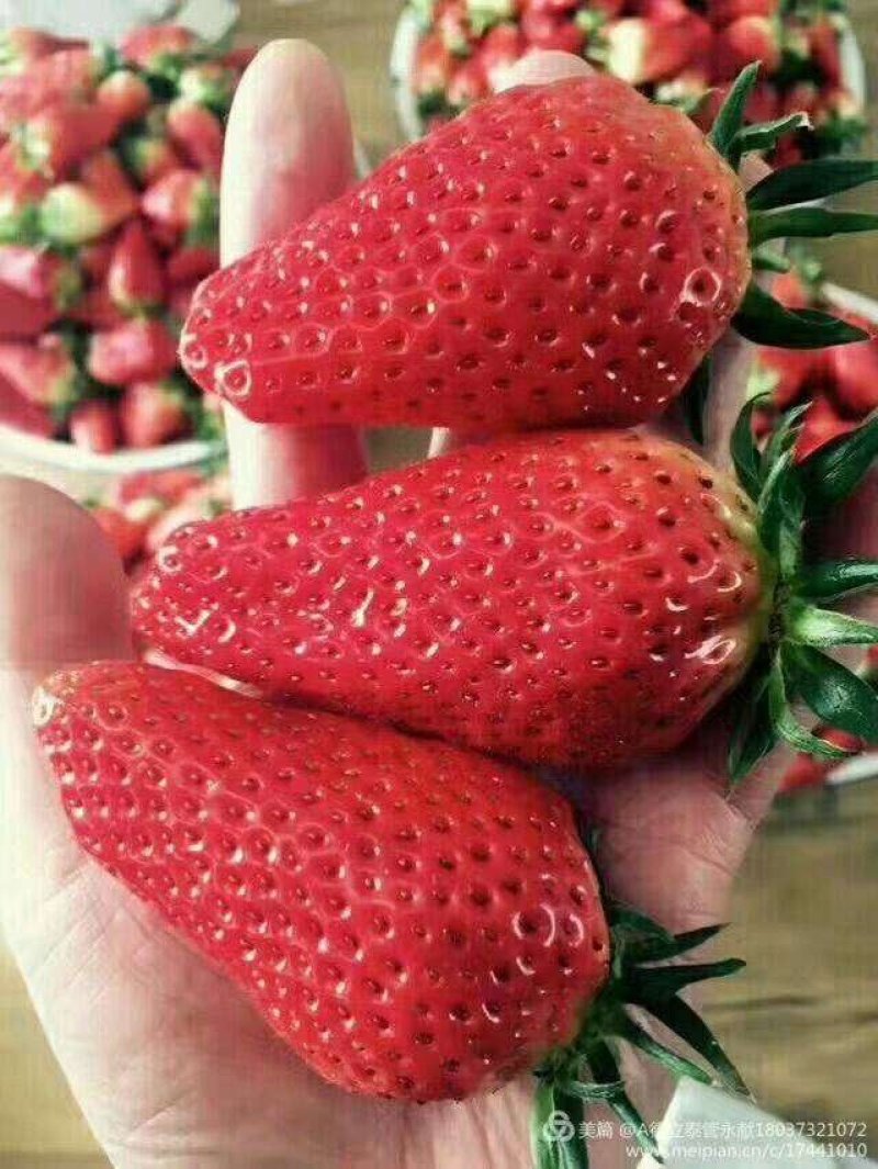 大量供应天仙醉草莓，泡沫箱，塑料蓝，塑料盆等包装