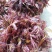 山东沂蒙红油6号香椿芽，大产地，大量现货，全国代发