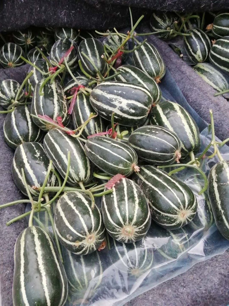 山东聊城市莘县洋香瓜之乡博洋系列9号蜜瓜大量上市