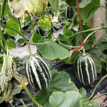 山东聊城市莘县洋香瓜之乡博洋系列9号蜜瓜大量上市