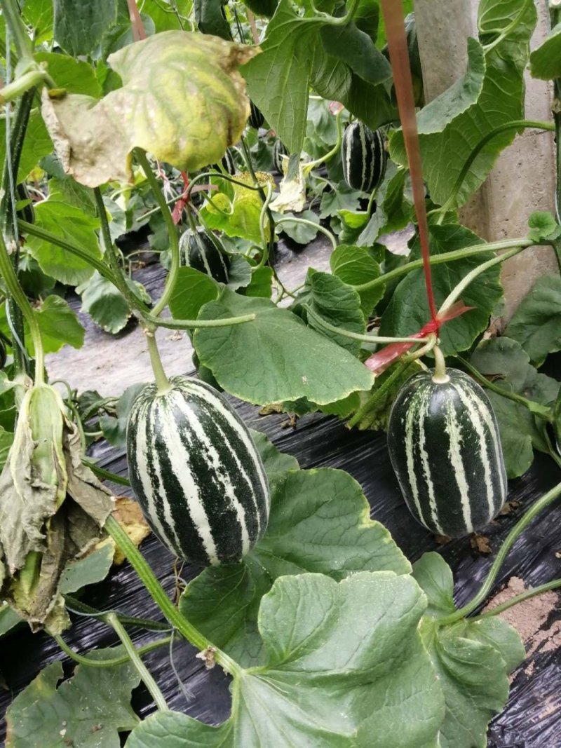 山东聊城市莘县洋香瓜之乡博洋系列9号蜜瓜大量上市