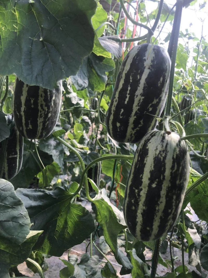 山东聊城市莘县洋香瓜之乡博洋系列9号蜜瓜大量上市