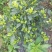 四季栀子花，花香迷人。人见人爱