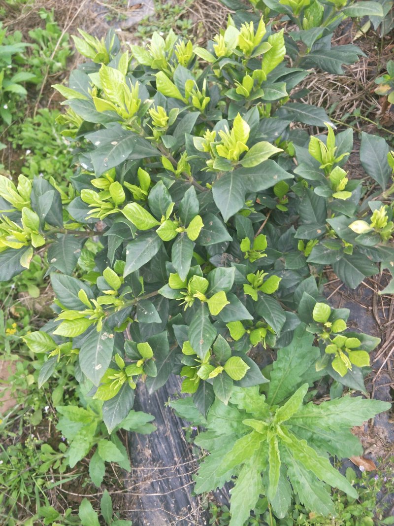 四季栀子花，花香迷人。人见人爱
